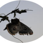 Διαμόρφωση Κήπου