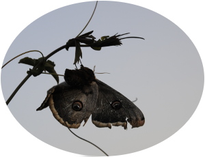 Read more about the article Διαμόρφωση Κήπου